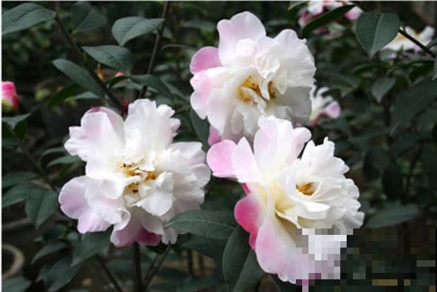 茶花迎来盛花期，16个最美品种，养一棵就足了！