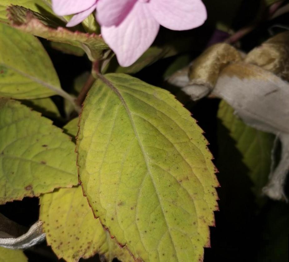 冬季植物休眠，这些花都是“假死”，千万别扔了！