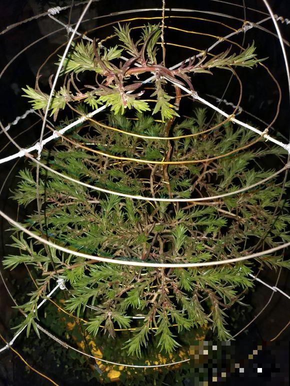 农村的马齿苋，枝条绑一绑，变成精品老桩树！