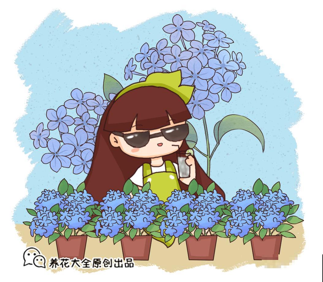 这两种花，一年能开200天，窗台小也能开成花海