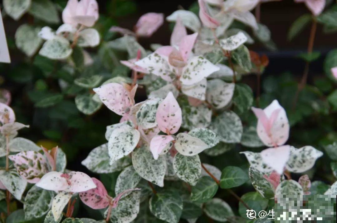 耐阴耐寒的4种花，个个都比绿萝美，还能长成花帘子！