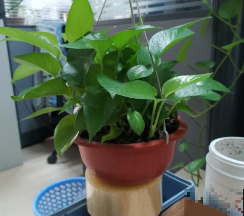 绿萝都不会养？学几招，轻松治好烂根黄叶！