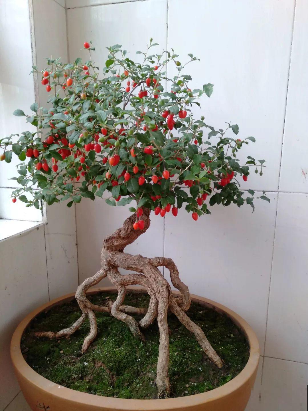 这5种花就适合冬天养，满盆都是金果子，好吃又好看！