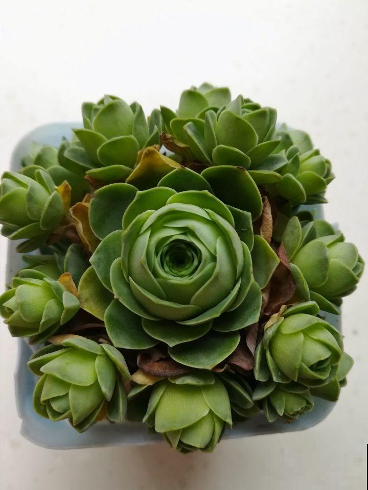多肉中的“玫瑰花”，养成老桩，比鲜花漂亮100倍