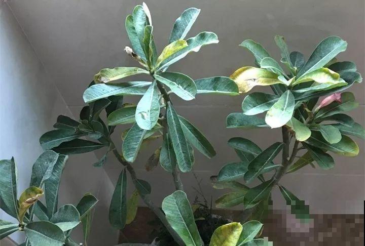 20种花最怕冷，一降温就黄叶，不做准备只剩空盆了！