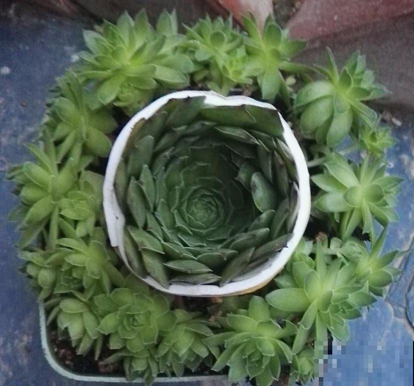 见过长成这样的观音莲吗，一棵就能生出一堆小观音，看着太过瘾了