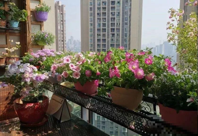 客厅养花不能看心情，注意这两大忌，选对了全家受益！