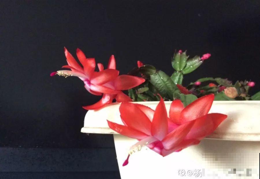 小药片磨成粉，兑水一浇，叶子油亮花开爆！