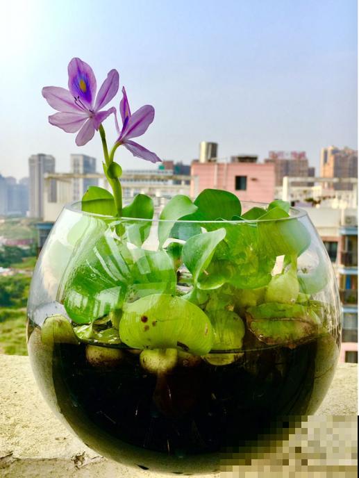 千万别养这花，枝条沾水就活，生物入侵太可怕！