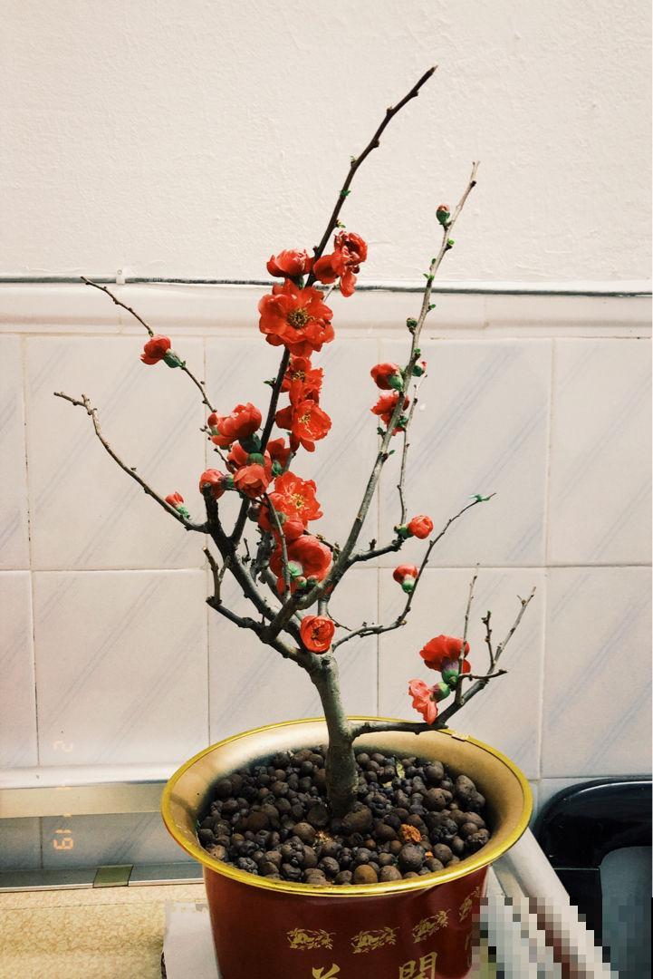这花不怕冻，零下5度也能开，越冷越爱开花