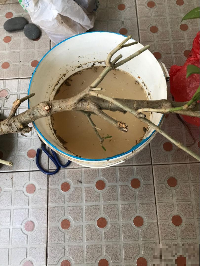 这小粉末看似平常，实际养花少不了，一撮就能养好满阳台的花！