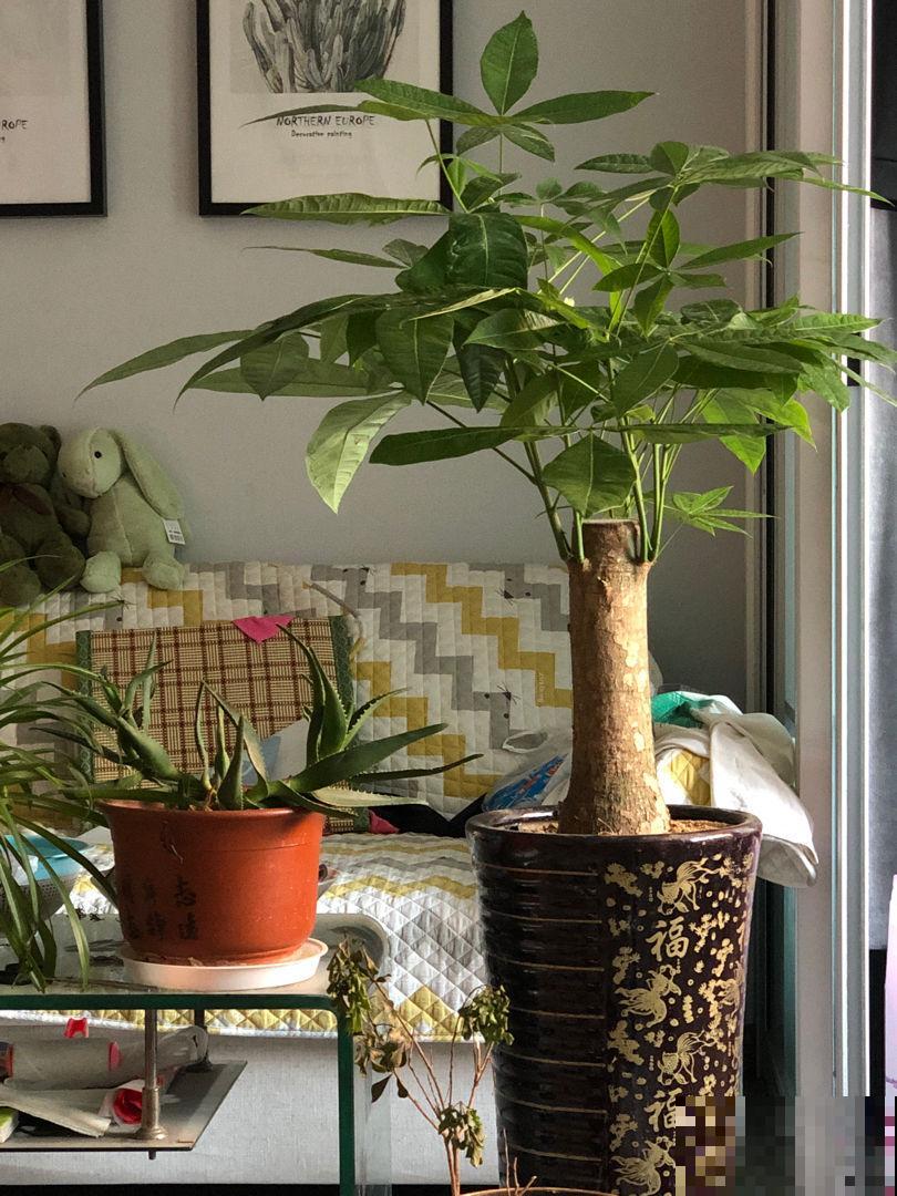 这花最怕水，一浇就烂根，旱一旱反而枝繁叶茂！