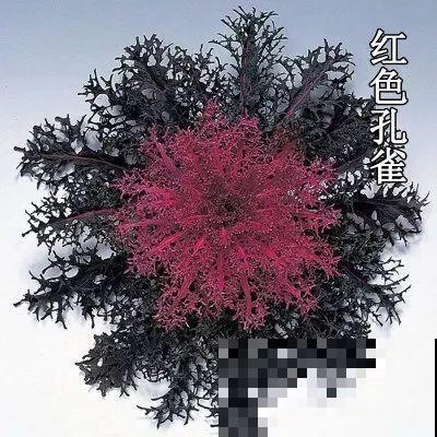 这花冬天不怕冷，越冻越好看，栽在院子里像玫瑰！