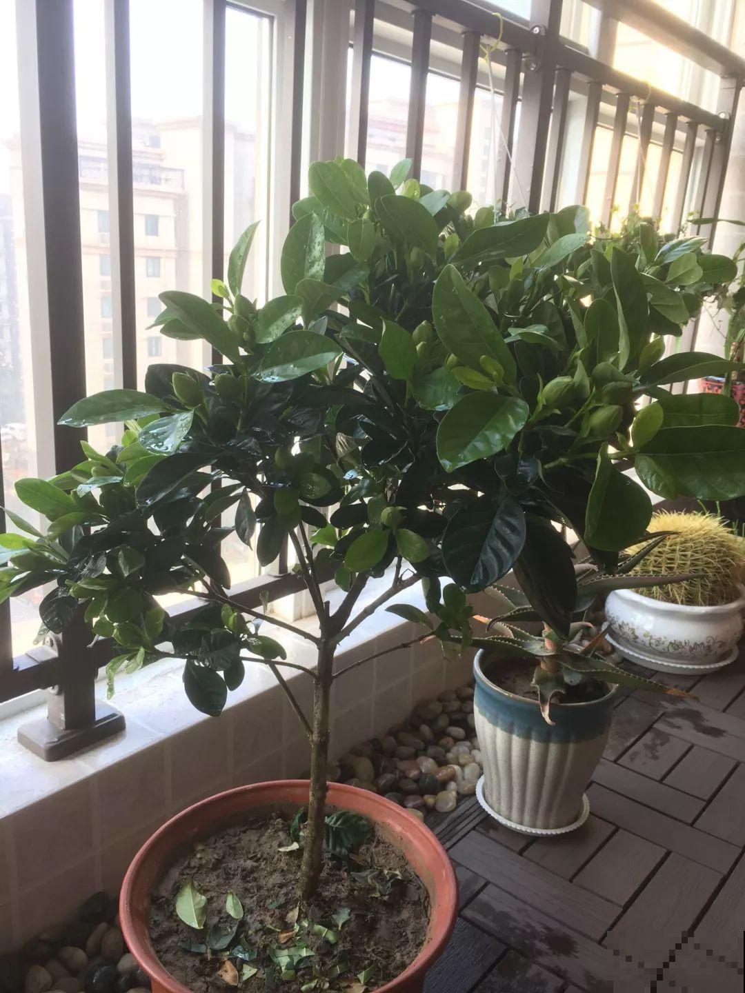 阳台封闭不通风养花，就选这8种花，能种出一个室内花园！