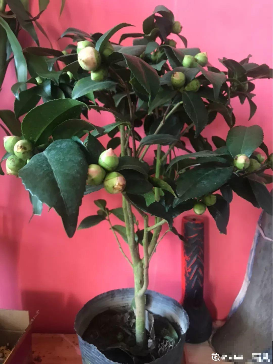 这4种花要开了，尽量别挪地儿，不然花苞哗哗掉！