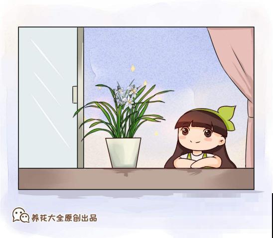 人养花，花也养人，越养你的气质就越好！