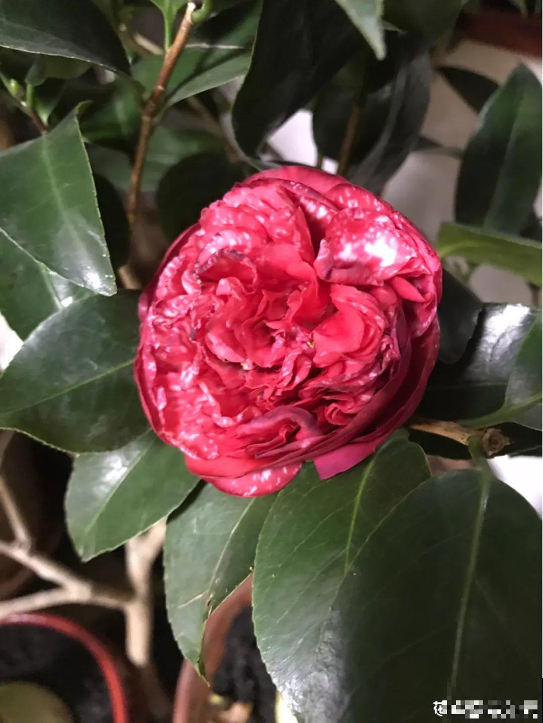 7种花浇点“万能水”，3天黄叶变绿叶，呼呼开出满盆花！