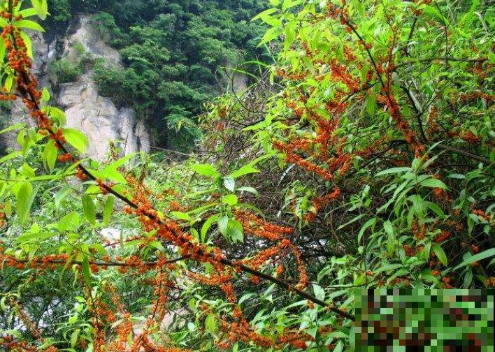 这树一结果差点压断枝，一根枝条几百个小橙果，滋味酸甜众人哄抢