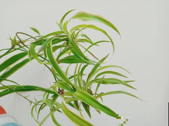 吊兰如何安全过冬，你只看这一篇就够了！