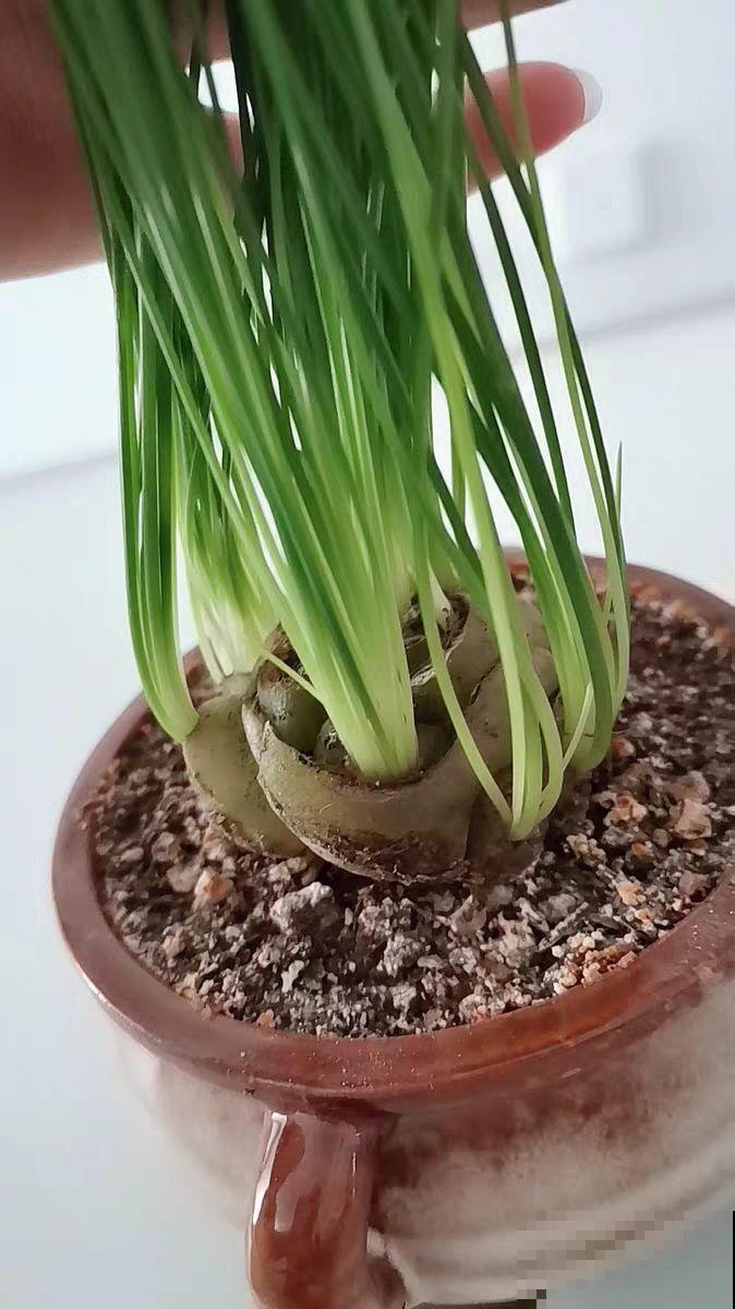 这花爱晒太阳，越晒叶子越卷，像弹簧一样超级可爱！