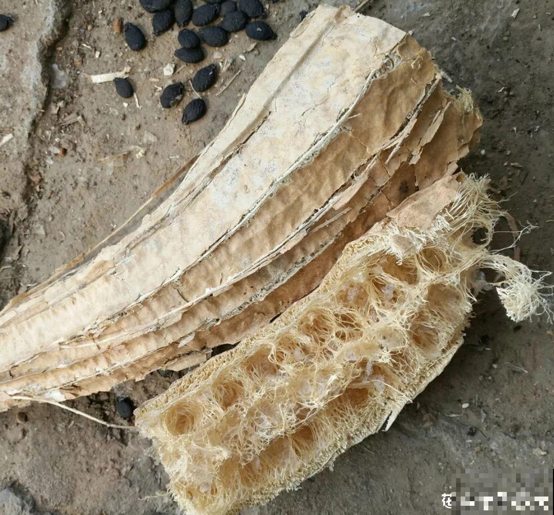 多肉不用盆养，换了这东西，天天浇水都不怕！