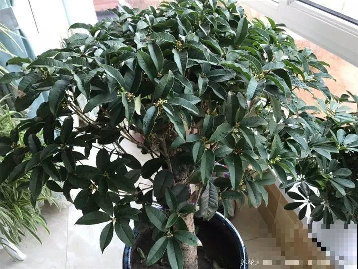 家里有这花，冬天不能太保暖，低温冻一冻开花才更旺！
