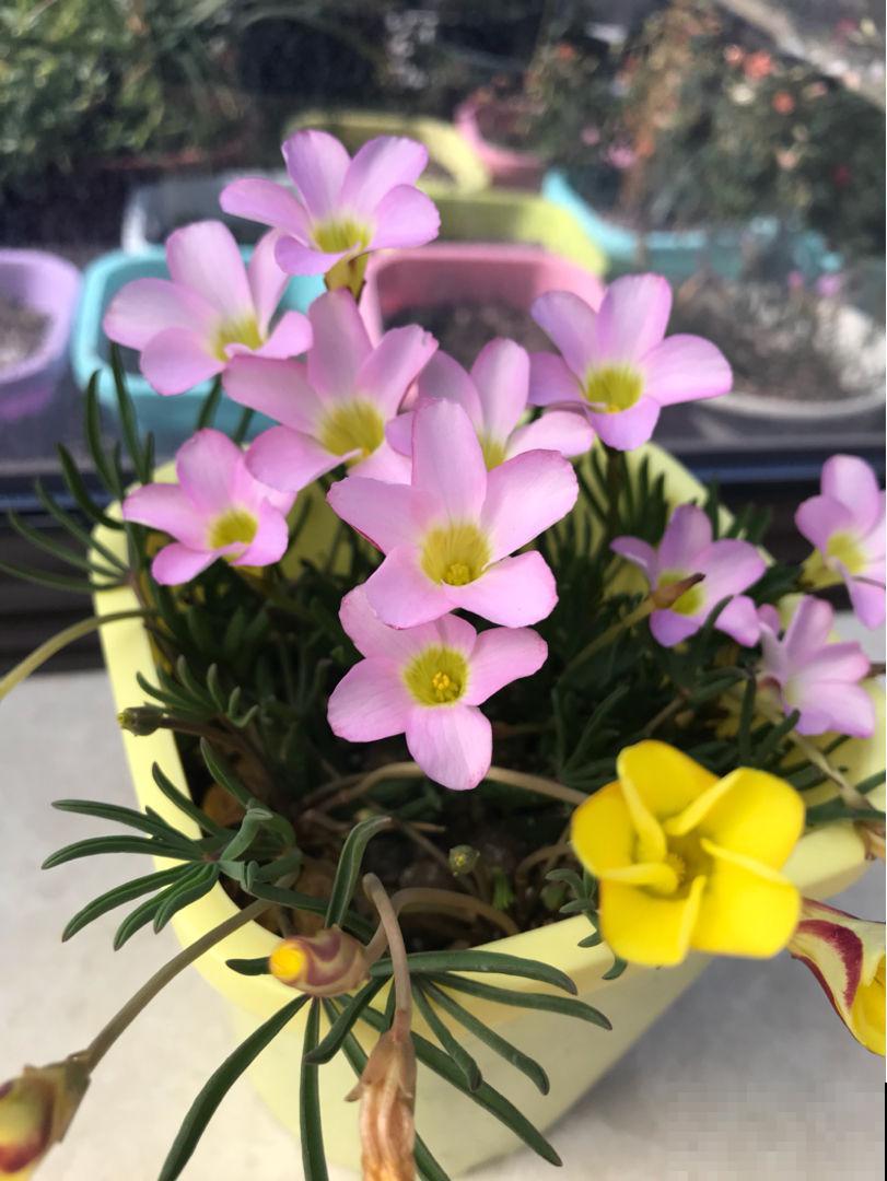 最适合养在小窗台的花，开花就成花团子，一盆能顶20盆