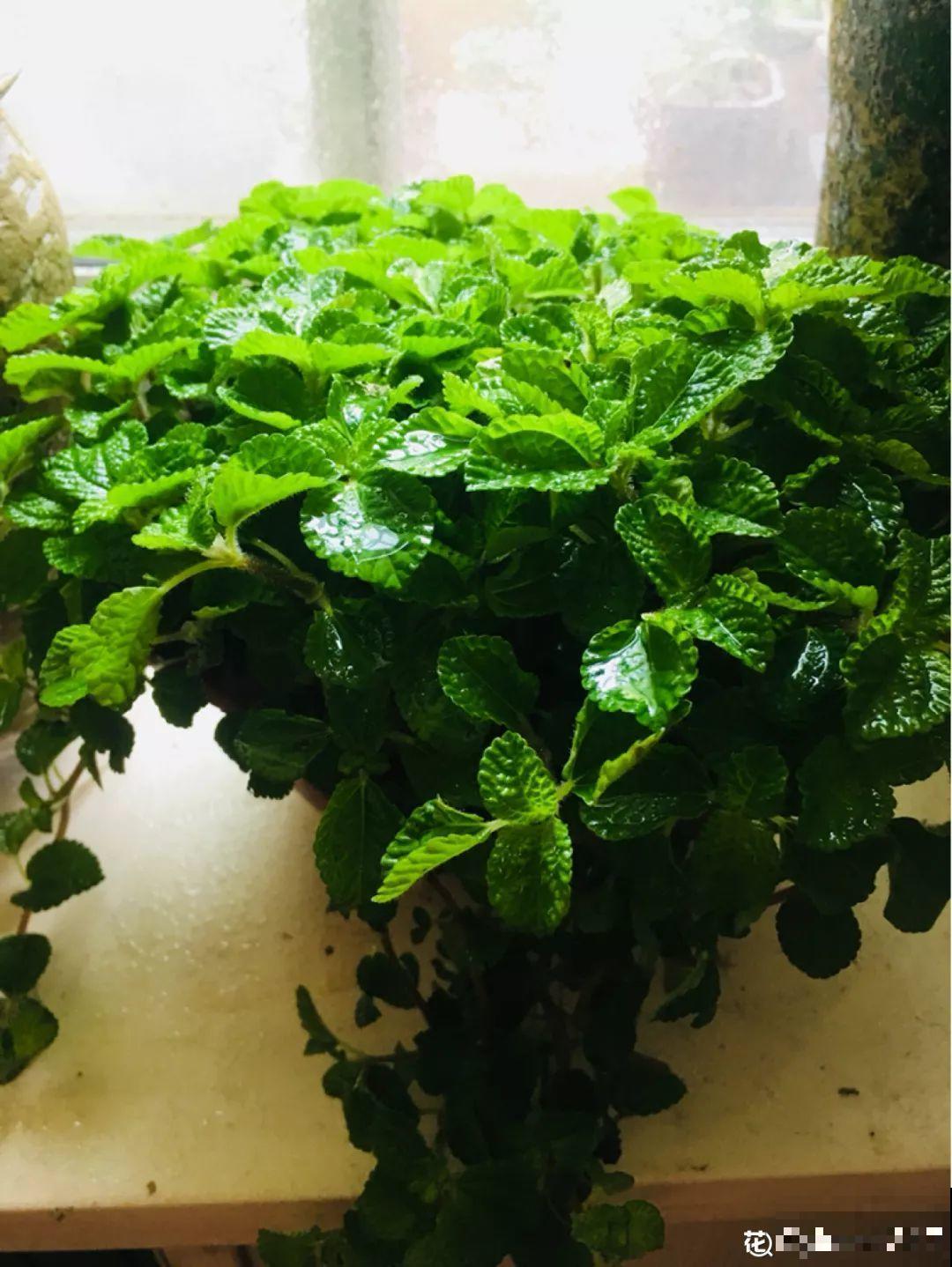 这4种花养在家里，就是一个小型的加湿器，不干不躁真舒服！