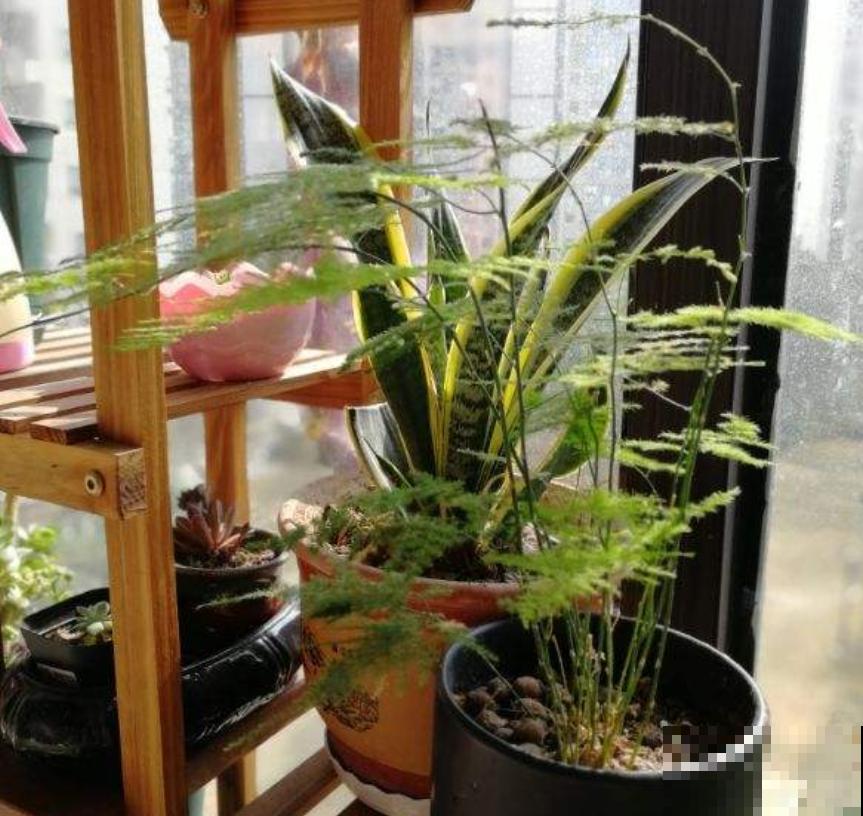 男人爱养这7类花，少有女人会养，为啥？