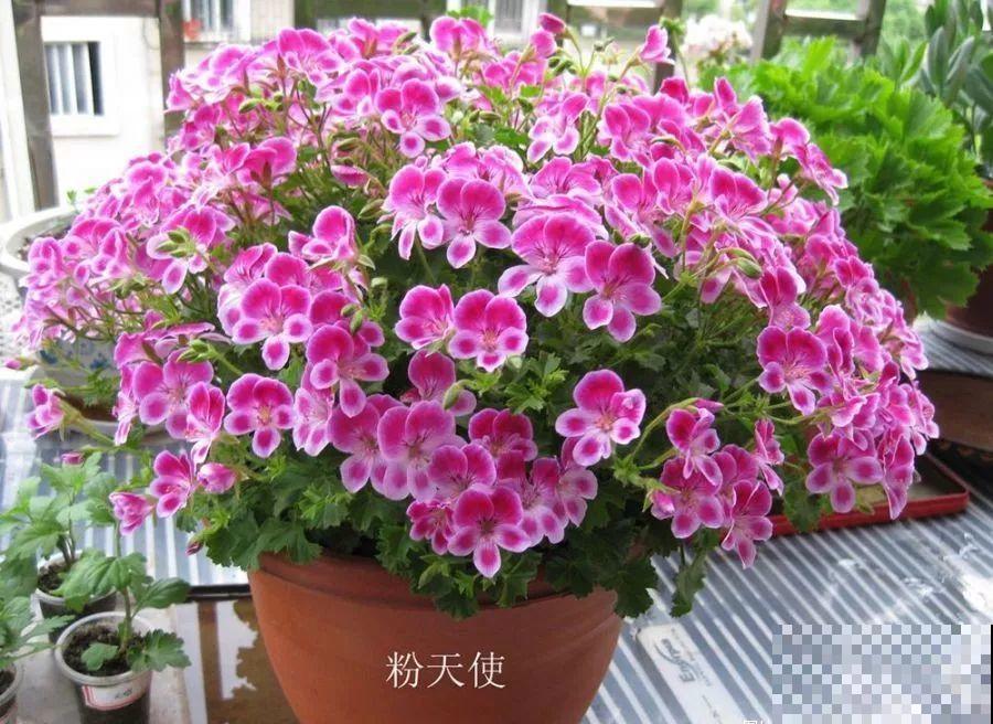 1米宽的防盗窗，挤满99盆花，掐一把开一片！