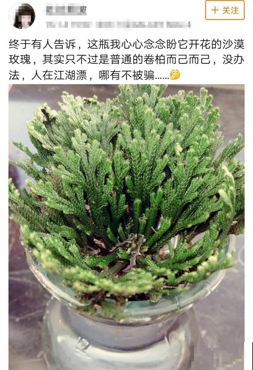看见这花可别买，忍住，小心被忽悠，花钱买气受！