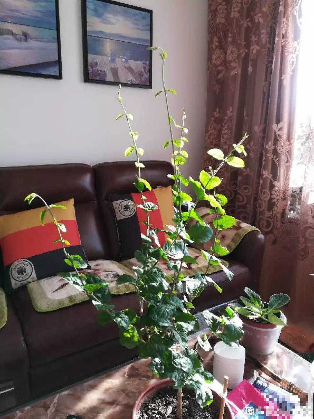 冬天修剪分“轻重”，有的花剪狠了，小心再也不开花！