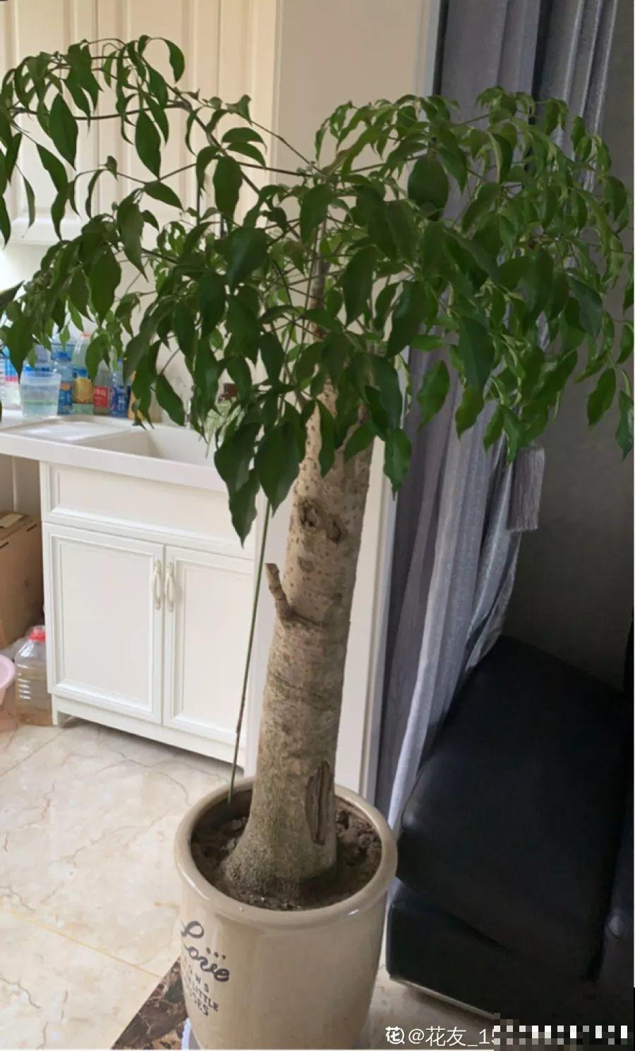 高价买的守家树，穷养才能长得旺，一盆能活20年！