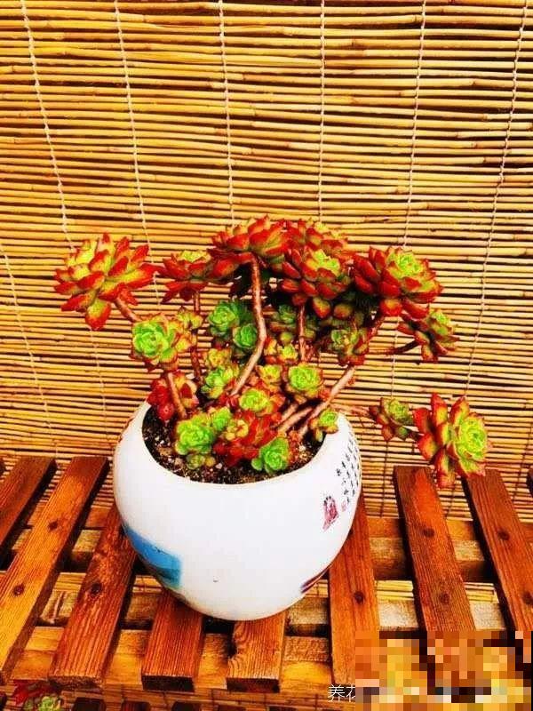 3个方法，教你多肉快速变老桩，新手也可以！