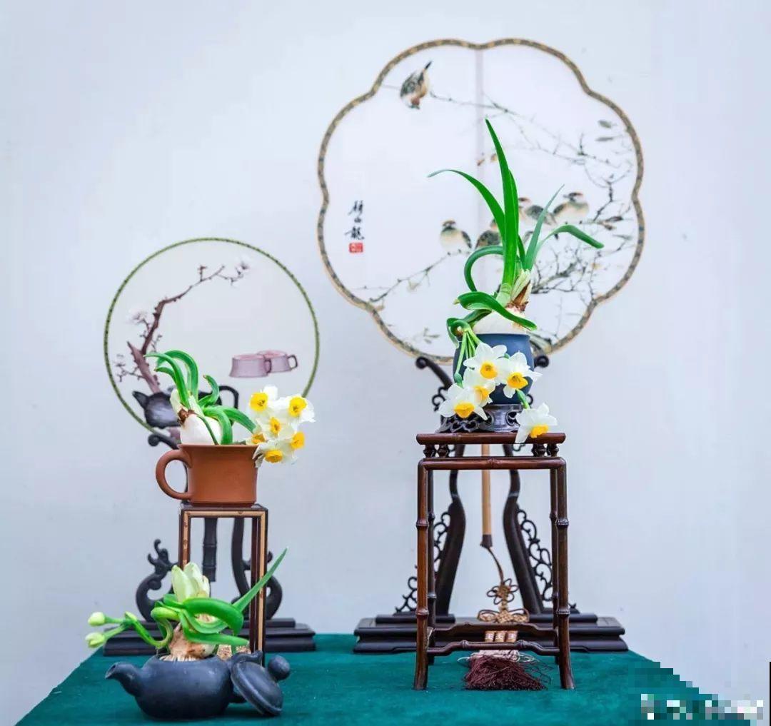 这6种花现在养，一个月后就开花，红红火火过新年！