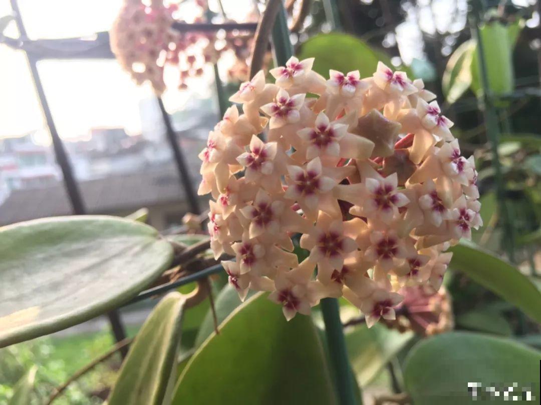 窗户边养盆它，耐阴还开花，养成花帘子太美！