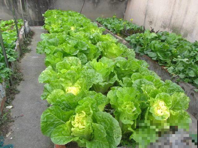 她在楼顶养花种菜，再喂喂鸡，日子过得悠闲又自在！