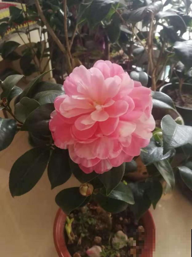 男人爱养这7类花，少有女人会养，为啥？