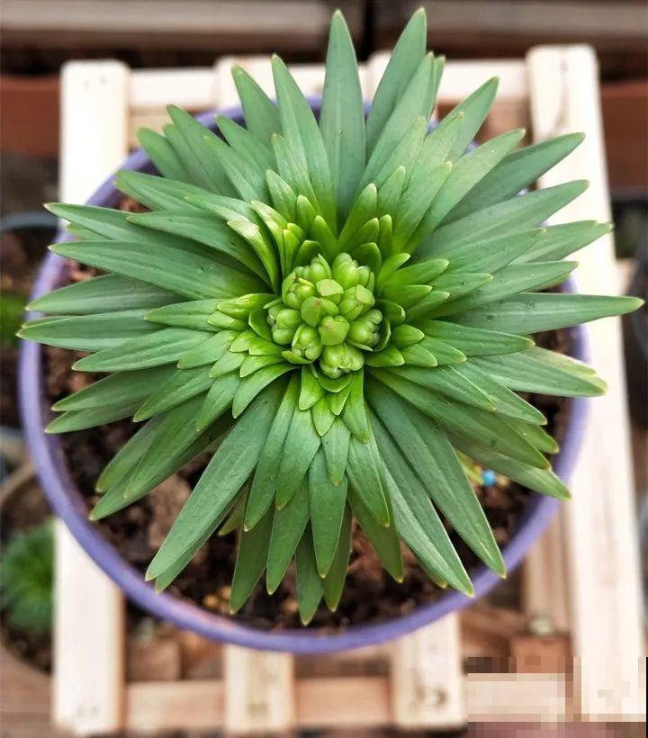 别让这花长太高，小心变成“韭菜”，再也不开花！