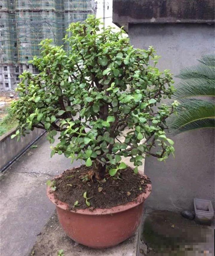 这4种花，把根拎出来养一年，身价立马翻倍涨！
