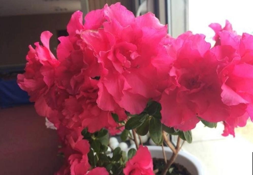 杜鹃花冬季咋养？这么养，统统都能开出漂亮花！