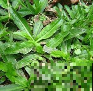 原来香菜也有野生的，长得比野草茂盛，薅一把煲汤鲜香美味！