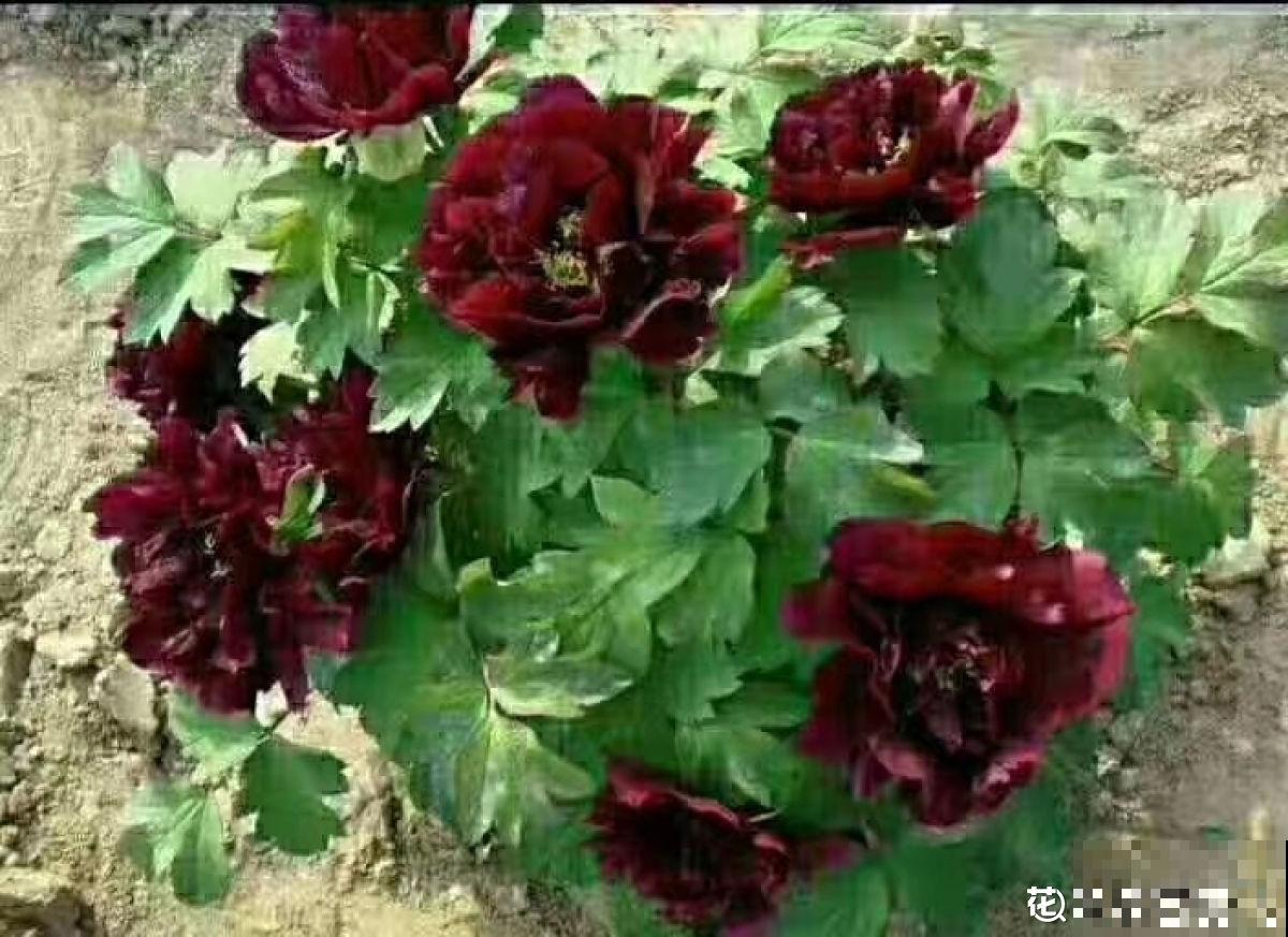 老祖宗传下来的养花谚语，句句都是实在话，不知道可就亏了！