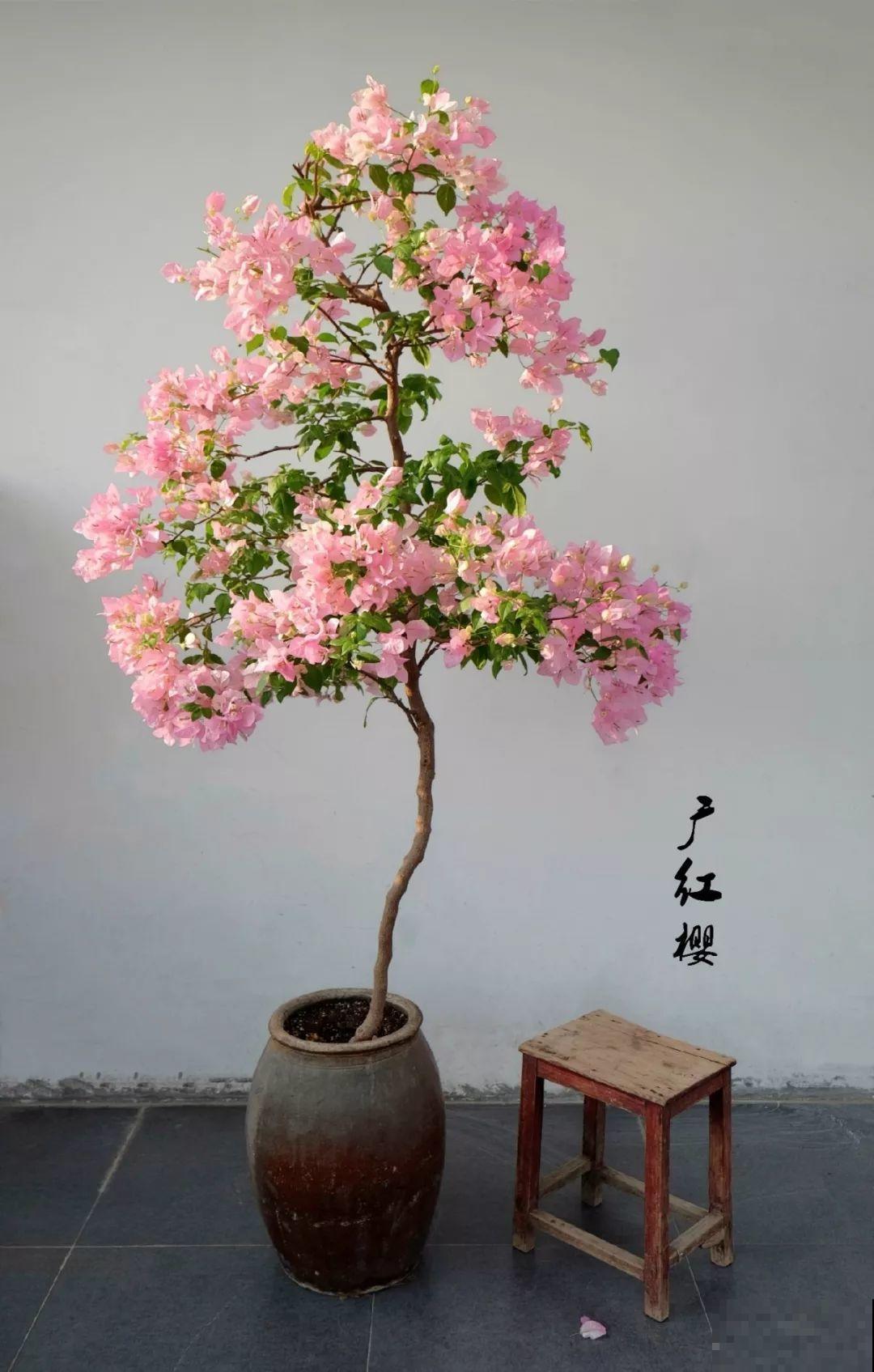 最受欢迎的花，修修剪剪，立马就变的不一样了