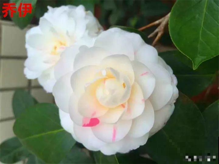 这花想要冬天开，就得狠心剪两刀，满树红花惹人爱！