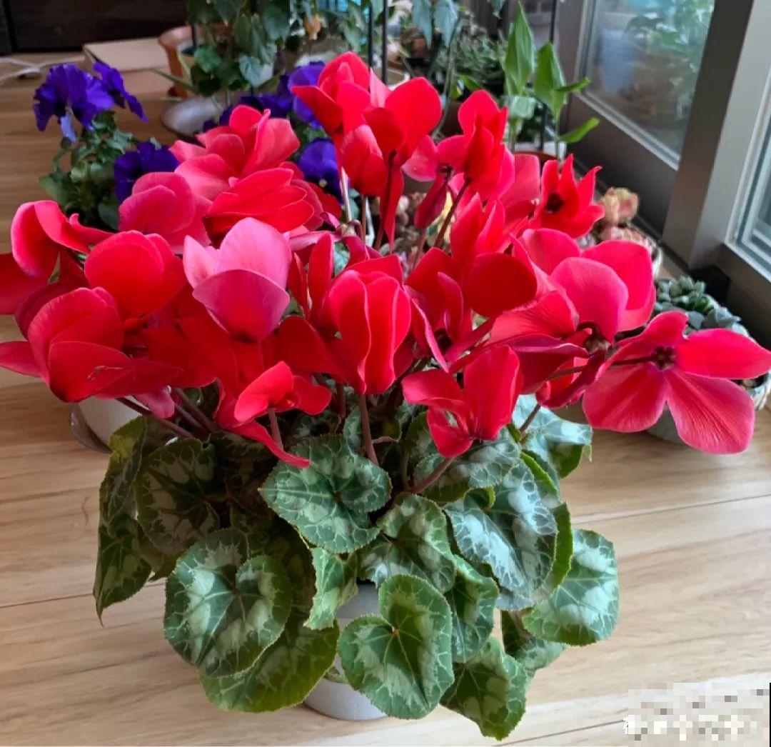 20种花再冷也不怕，过年正好开花，现在养还来得及！