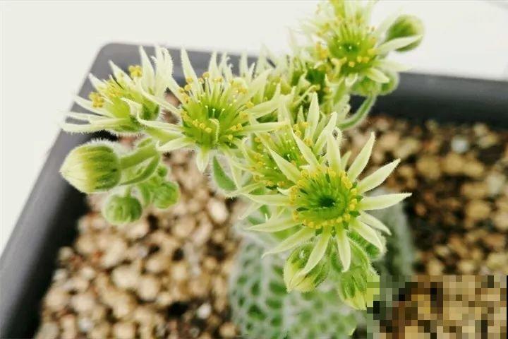 不怕冷的4种多肉，冬天越冻越好看，半年就能占满屋！