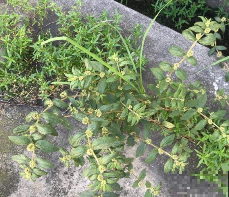 这野外杂草模样奇特，叶子像对精灵翅膀，花都开在草梗上！