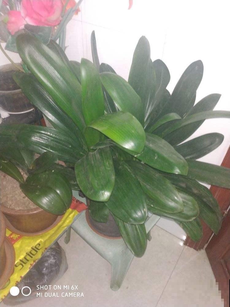 这花能养30年，养一盆能做传家宝，越养越值钱
