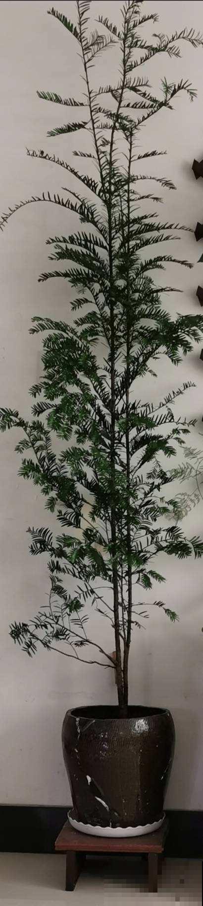 这花是出了名的不好养？教你几招，啥毛病也没有了！